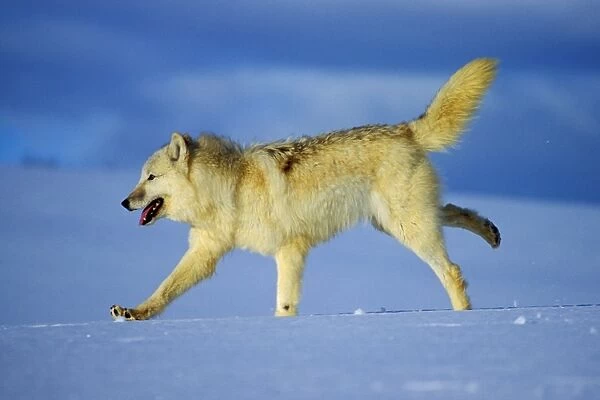 Arctic Wolf  /  Arctic Gray Wolf running in snow. MW2352