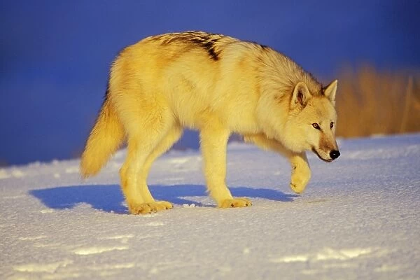 Arctic Wolf  /  Arctic Gray Wolf in snow. MW2350