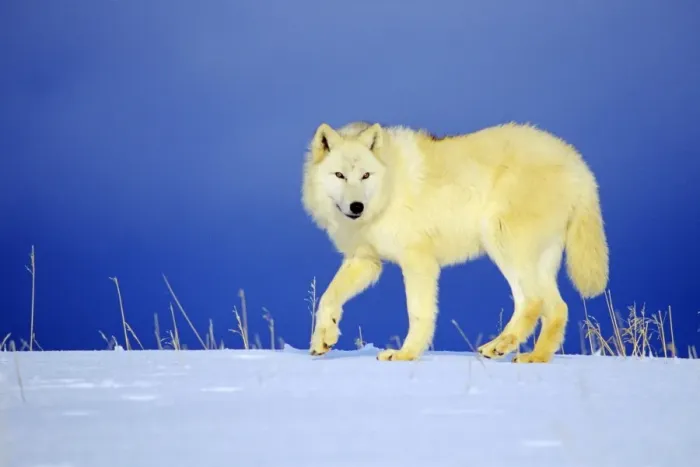 Framed Print : Arctic Wolf / Arctic Gray Wolf in snow. MW2400 Framed Print : Arctic Wolf / Arctic Gray Wolf in snow. MW2400