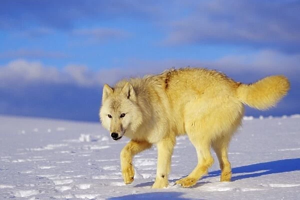 Arctic Wolf  /  Arctic Gray Wolf in snow. MW2403