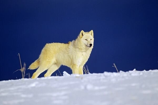 Arctic Wolf  /  Arctic Gray Wolf in snow. MW2415