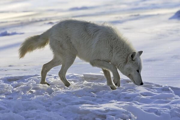 Arctic Wolf Minnesota USA