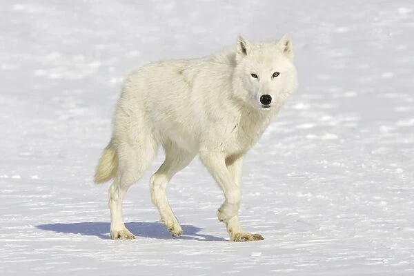 Arctic Wolf Minnesota USA