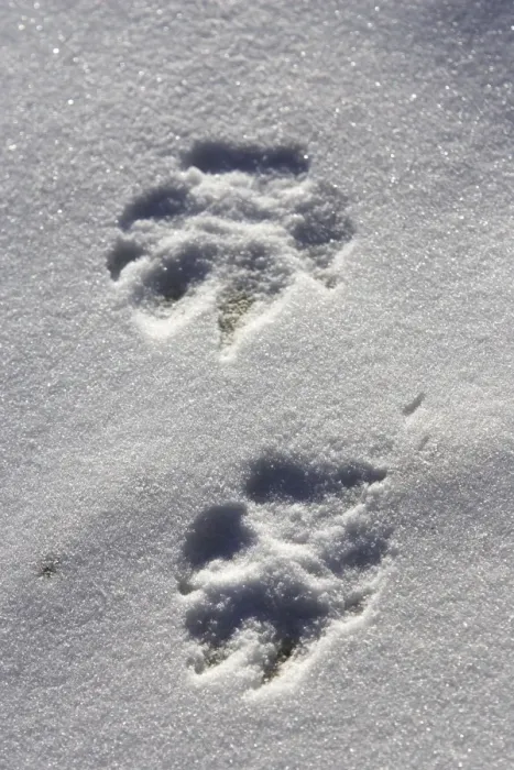 Framed Print : Arctic Wolf - tracks Minnesota USA Framed Print : Arctic Wolf - tracks Minnesota USA