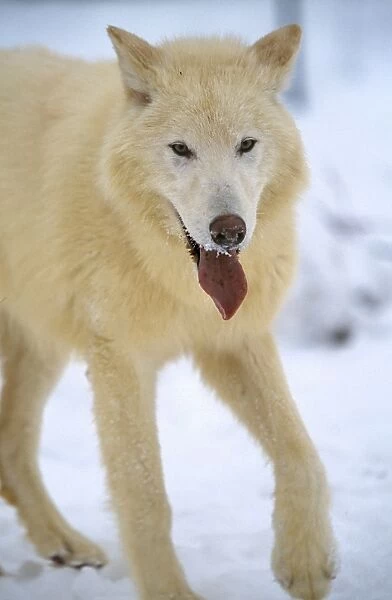 Arctic Wolf WAT 5332 Walking in snow Canis lupus © M. Watson  /  ARDEA LONDON