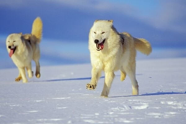 Two Arctic Wolves running in winter snow. MW2346
