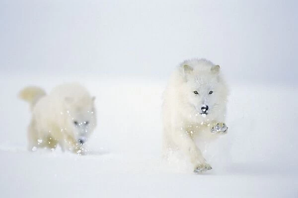 Two Arctic Wolves running in winter snow. MW2623