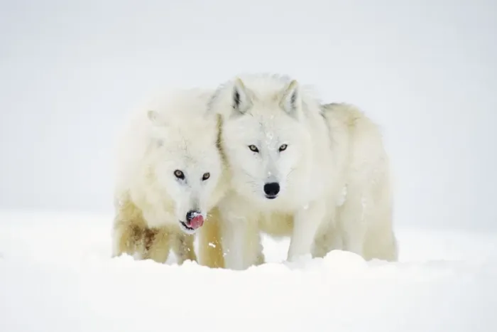 Framed Print : Two Arctic Wolves in winter snow. MW2599 Framed Print : Two Arctic Wolves in winter snow. MW2599