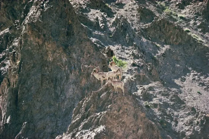 Framed Print : Argali / Great Tibetan Sheep 12, 000ft, Ladakh, India Framed Print : Argali / Great Tibetan Sheep 12, 000ft, Ladakh, India