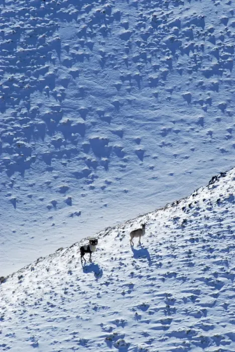 Framed Print : Argali / Wild Sheep 4600m - Tibetian plateau Framed Print : Argali / Wild Sheep 4600m - Tibetian plateau