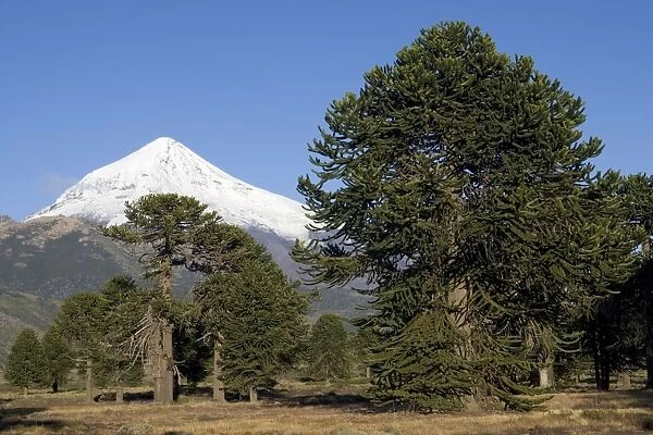 Argentina - Lanin Volcano (3, 776 m) and Araucaria  /  Monkey Puzzle Tree  /  Chile Pine Forest Lanin National Park, Neuquen Province