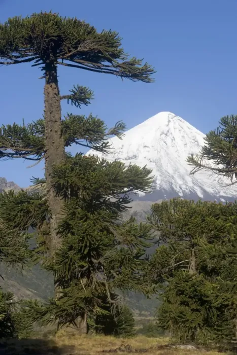 Framed Print : Argentina - Lanin Volcano (3, 776 m) and Araucaria / Monkey Tree / Chile Pine forest. Lanin National Park, Neuquen Province Framed Print : Argentina - Lanin Volcano (3, 776 m) and Araucaria / Monkey Tree / Chile Pine forest. Lanin National Park, Neuquen Province