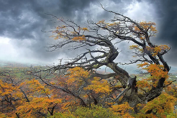 Argentina, Patagonia. Fierce winds have shaped these trees. Date: 01-05-2017