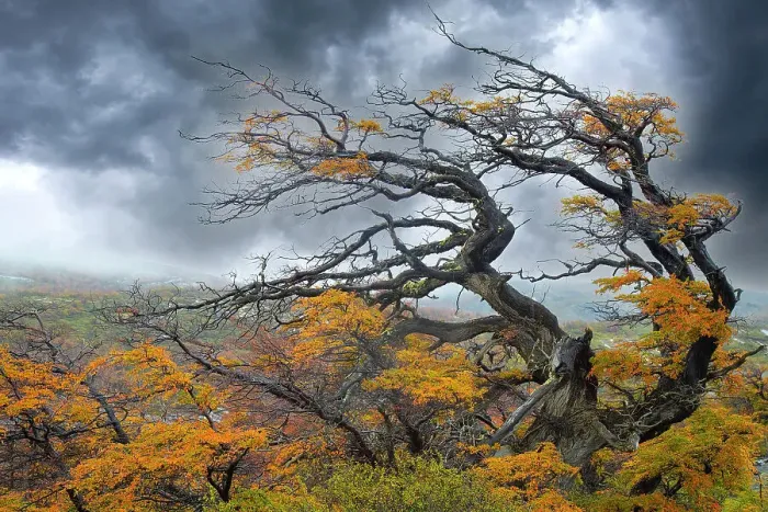 Framed Print : Argentina, Patagonia. Fierce winds have shaped these trees. Date: 01-05-2017