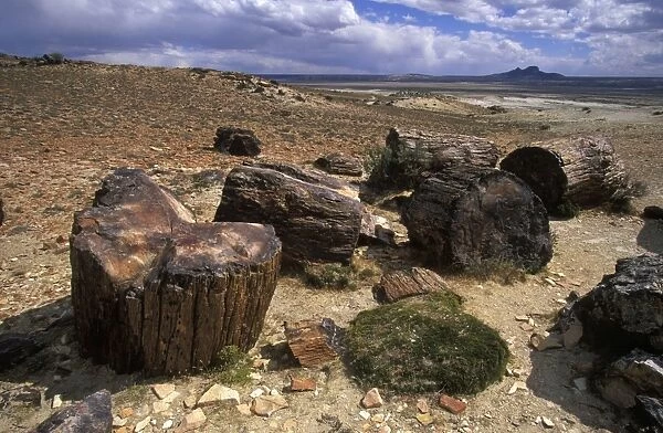 Argentina, Province Santa Cruz - Patagonia Petrified Forest National Park Fossil (petrified) trunks of Araucaria mirabilis Mid Jurassic, about 140 million years old