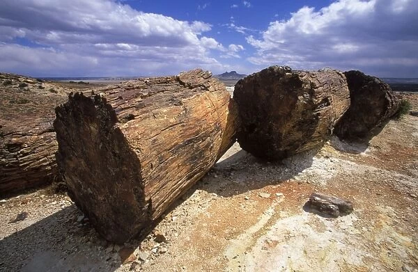 Argentina, Province Santa Cruz - Patagonia Petrified Forest National Park Fossil (petrified) trunks of Araucaria mirabilis Mid Jurassic, about 140 million years old