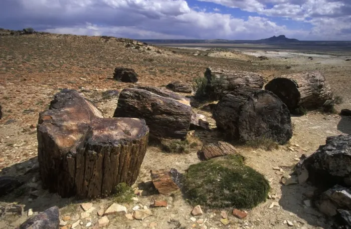 Framed Print : Argentina, Province Santa Cruz - Patagonia Petrified Forest National Park Fossil (petrified) trunks of Araucaria mirabilis Mid Jurassic, about 140 million years old Framed Print : Argentina, Province Santa Cruz - Patagonia Petrified Forest National Park Fossil (petrified) trunks of Araucaria mirabilis Mid Jurassic, about 140 million years old