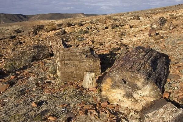 Argentina - Province Santa Cruz Petrified Forest National Park (located SW of the town of Jaramillo) Fossil trunks of Araucaria mirabilis Mid-Jurassic, about 140 million year old