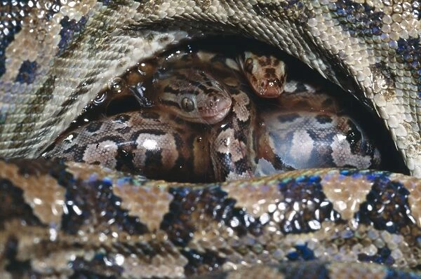 Argentina Rainbow Boa - Young just after birth