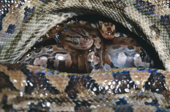 Framed Print : Argentina Rainbow Boa - Young just after birth Framed Print : Argentina Rainbow Boa - Young just after birth