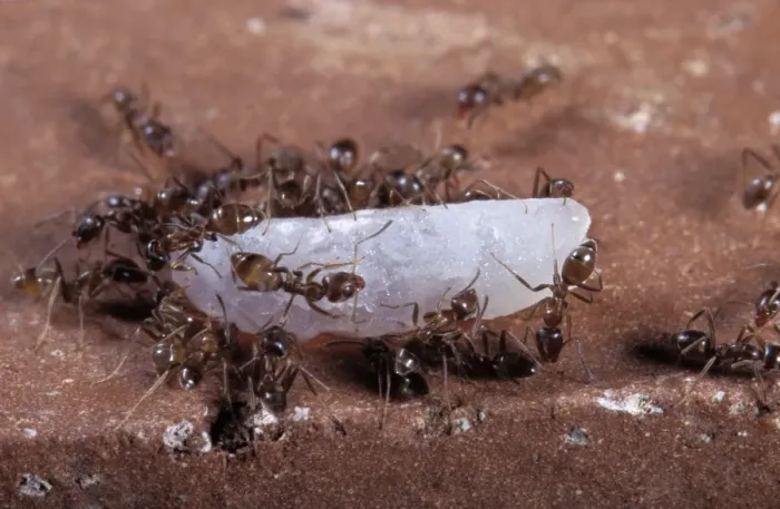 Framed Print : Argentine Ants - on rice grain