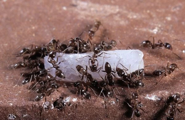 Argentine Ants - on a rice grain