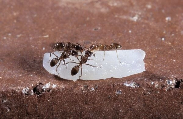 Argentine Ants - on a rice grain