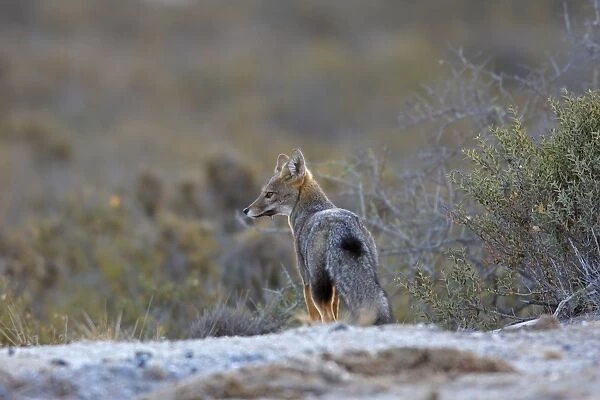 Argentine grey fox. Punta Norte - Valdes peninsula - Argentina