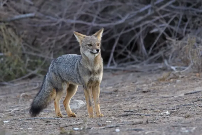 Framed Print : Argentine grey fox. Punta Norte - Valdes peninsula - Argentina Framed Print : Argentine grey fox. Punta Norte - Valdes peninsula - Argentina