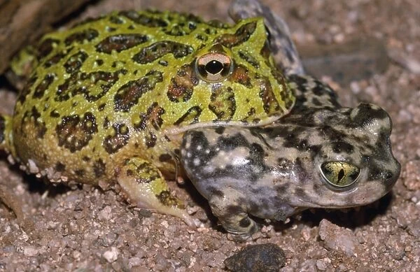 Argentine Horned FROG  /  Wide-mouthed Frog  /  Ornate