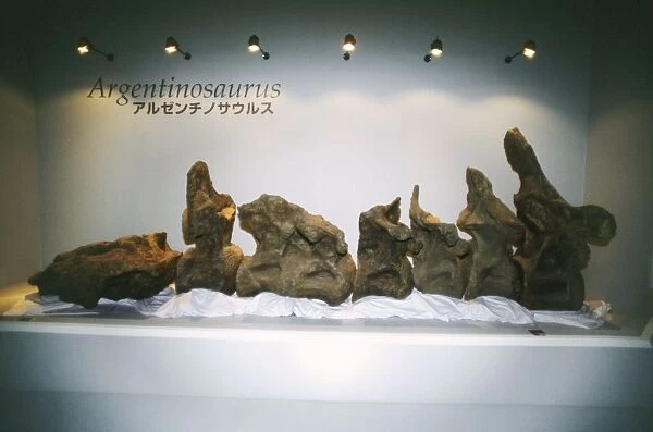 Argentinosaurus Dinosaur - vertebrae skeleton, Sauropod Dinosaur South America, Argentina