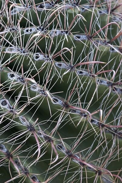 Arizona Barrel Cactus Close up of spines Saguaro National Park, Arizona