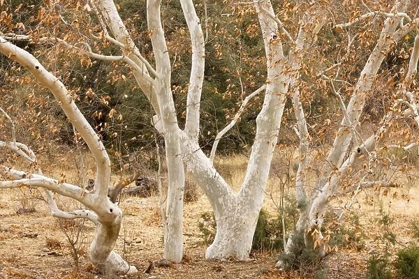 Arizona Sycamores (plane trees) Platanus wrightii in winter, Arizona, USA