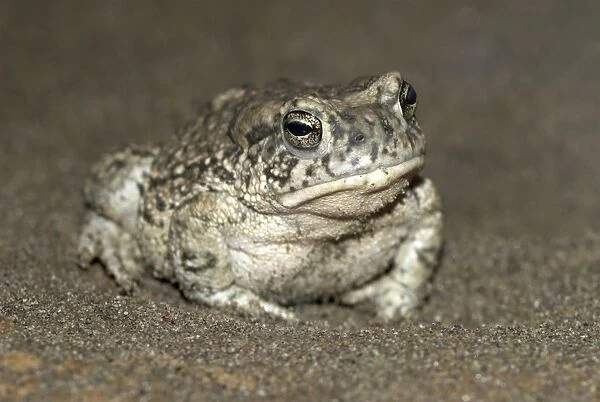 Arizona Toad [subspecies of Southwestern Toad] Arizona