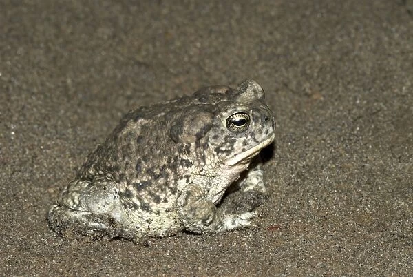 Arizona Toad [This is a subspecies Southwestern Toad] Side view, Arizona