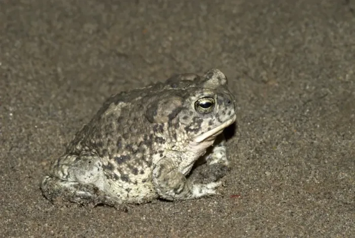 Framed Print : Arizona Toad [This is a subspecies Southwestern Toad] Side view, Arizona