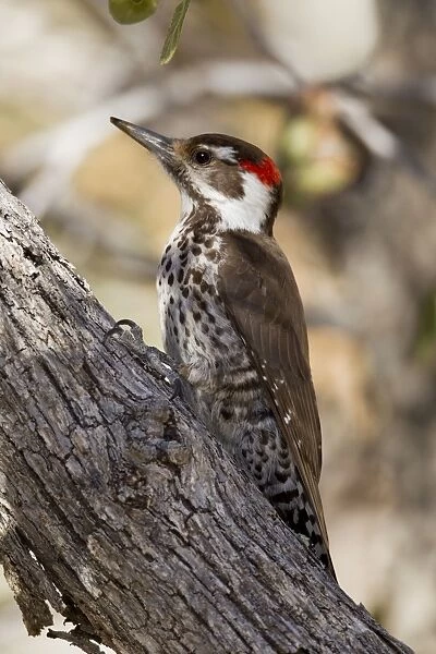 Arizona Woodpecker - (formerly known as Strictland's Woodpecker) - March in southeastern Arizona - USA