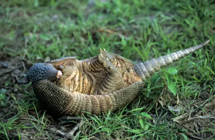 Framed Print : Armadillo. WAT-6397. 9 Banded ARMADILLO - on its back. Dasypus novemcinctus. M. Watson. Framed Print : Armadillo. WAT-6397. 9 Banded ARMADILLO - on its back. Dasypus novemcinctus. M. Watson.