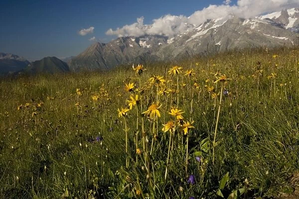 Arnica (Arnica montana) with Mont Blanc, (Highest mountain in Europe (4807 metres)), in background