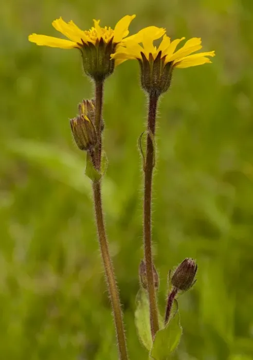 Framed Print : Arnica - Medicinal plant; Carpathians, Romania Framed Print : Arnica - Medicinal plant; Carpathians, Romania
