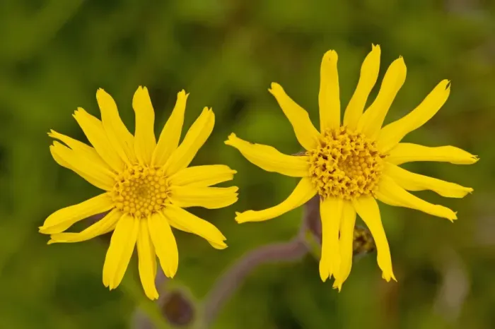 Framed Print : Arnica - Medicinal plant; Carpathians, Romania Framed Print : Arnica - Medicinal plant; Carpathians, Romania
