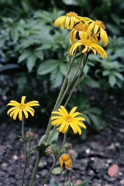 Arnica Montana - used internally in homeopathic remedies, and used as medicinal herb externally for inflamation and bruises on unbroken skin