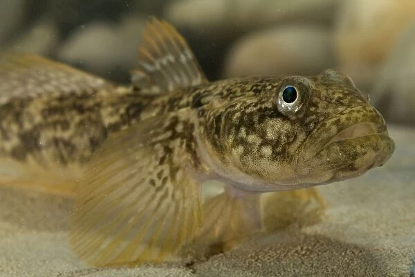 Arno Goby Fish - adult male - Central Italy