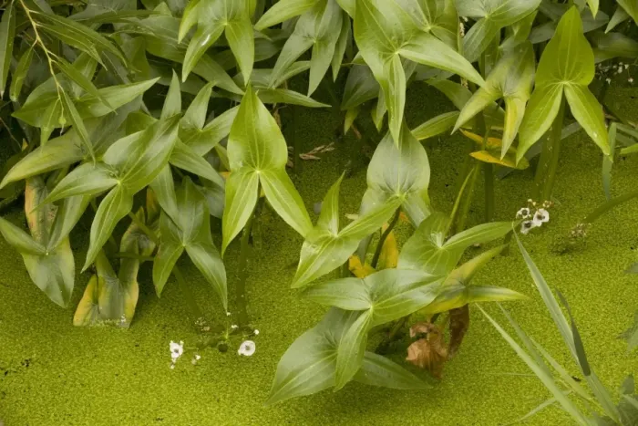 Framed Print : Arrowheads in ditch (Sagittaria sagittifolia). Stour valley, Dorset Framed Print : Arrowheads in ditch (Sagittaria sagittifolia). Stour valley, Dorset