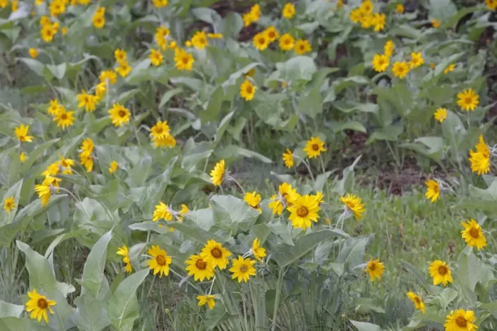 Framed Print : Arrowleaf Balsamroot. Montana - USA Framed Print : Arrowleaf Balsamroot. Montana - USA