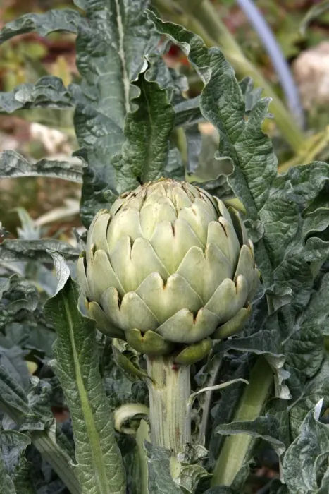 Framed Print : Artichoke. WAT-16360. Artichoke. M. Watson. Framed Print : Artichoke. WAT-16360. Artichoke. M. Watson.