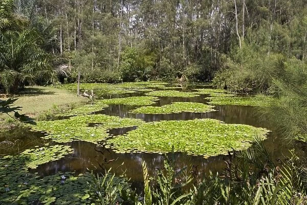 Artificial wetland - Pond with Lilies - created at Haller Park at Bamburi Cement near Mombasa, Kenya