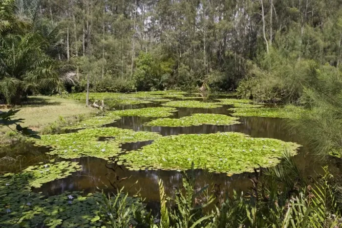 Framed Print : Artificial wetland - Pond with Lilies - created at Haller Park at Bamburi Cement near Mombasa, Kenya Framed Print : Artificial wetland - Pond with Lilies - created at Haller Park at Bamburi Cement near Mombasa, Kenya