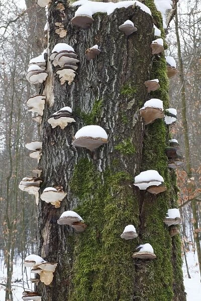Artist's Fungus - coverd in snow, on beech tree, Lower Saxony, Germany