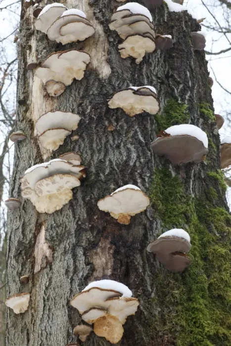 Framed Print : Artist's Fungus - coverd in snow, on beech tree, Lower Saxony, Germany Framed Print : Artist's Fungus - coverd in snow, on beech tree, Lower Saxony, Germany